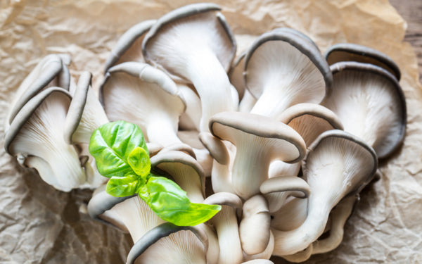 best mushrooms for keto