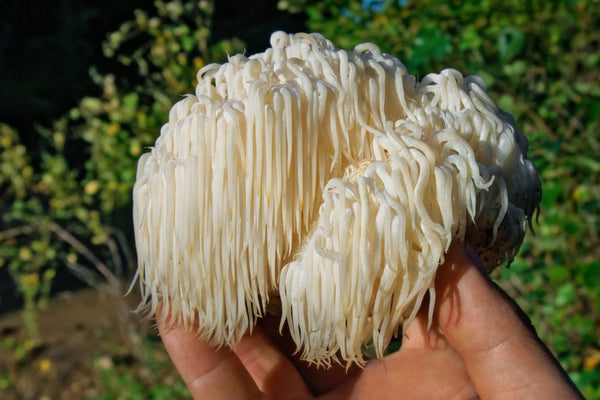 effective dose of lion's mane