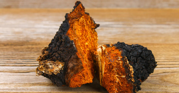 chaga mushroom and cancer