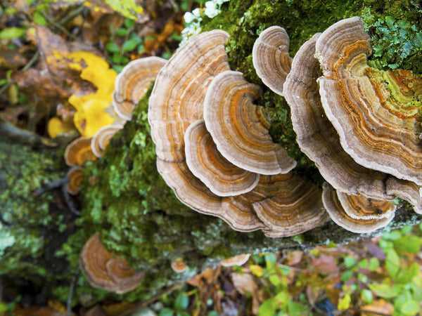 how much turkey tail per day