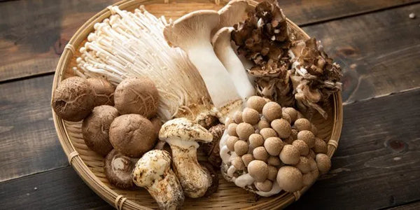 benefits of mushrooms for men