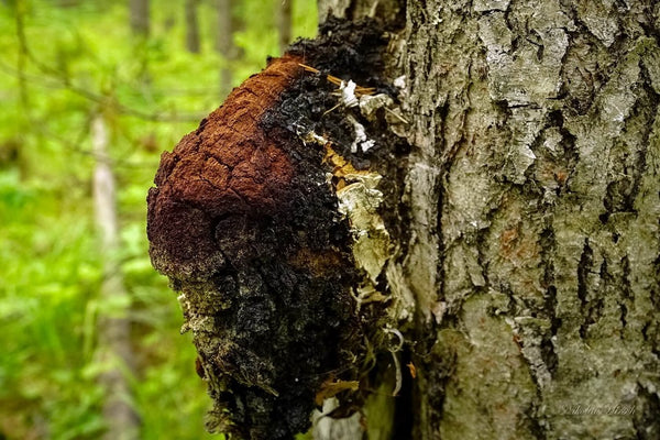 what is chaga mushroom good for