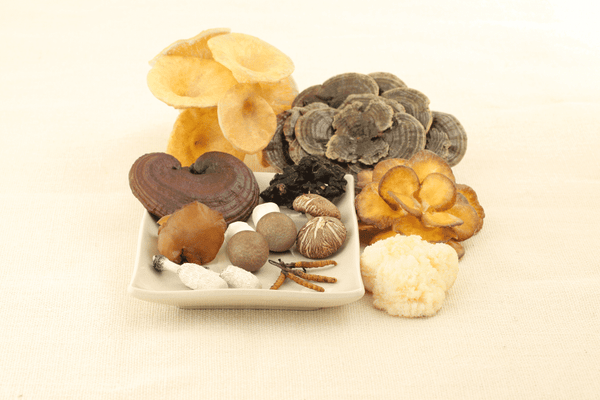 mushrooms as medicine