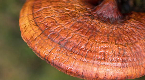 does reishi mushroom make you sleepy