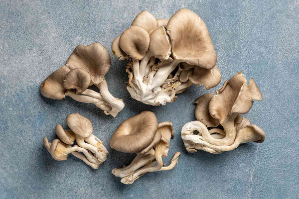 most popular mushrooms