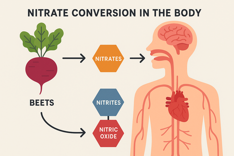 Illustration of nitrate conversion from beets to nitric oxide — Do Beets Have Nitrates