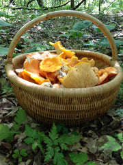 Gold chanterelles