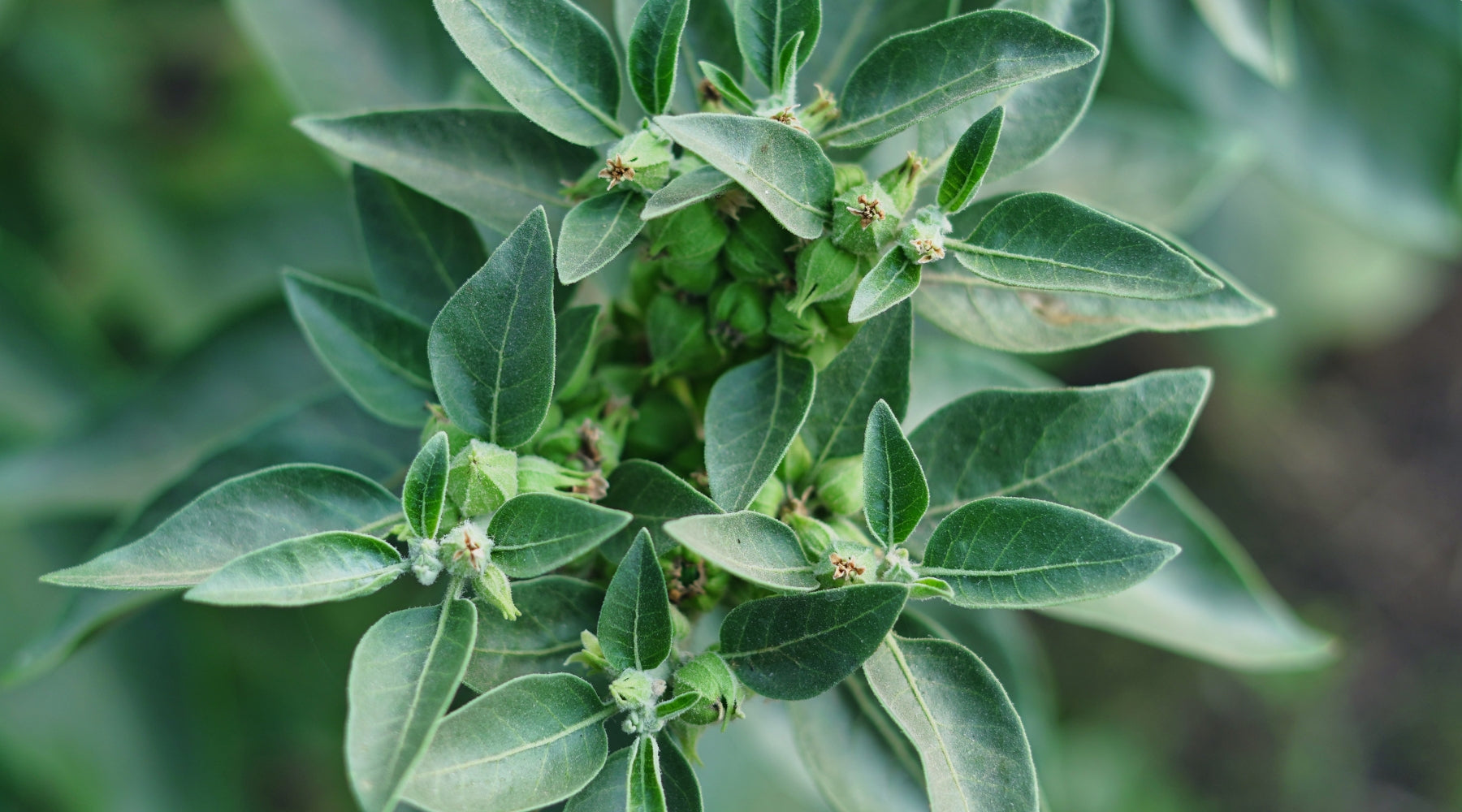 Ashwagandha Withania somnifera plant Intentionally Natural