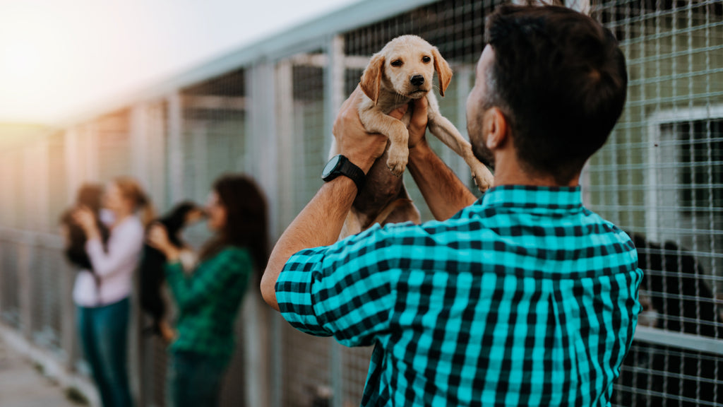 dog adoption tips