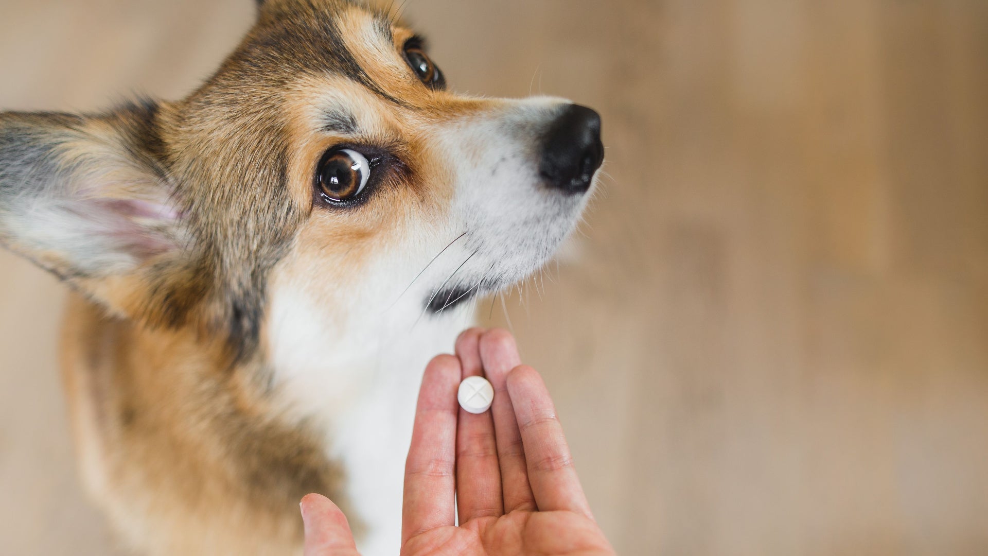 hide pills for dogs