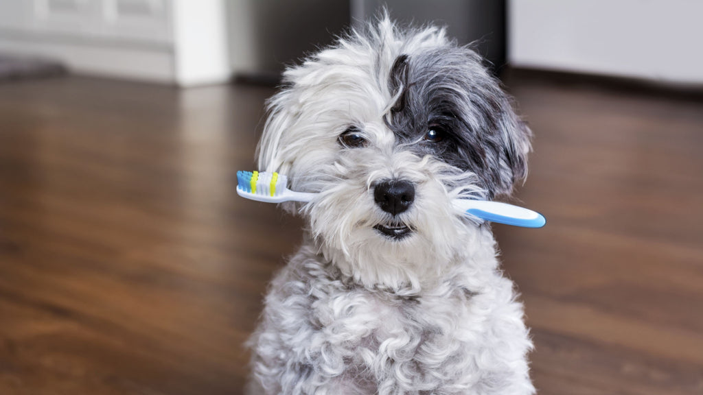 toothbrush for dogs