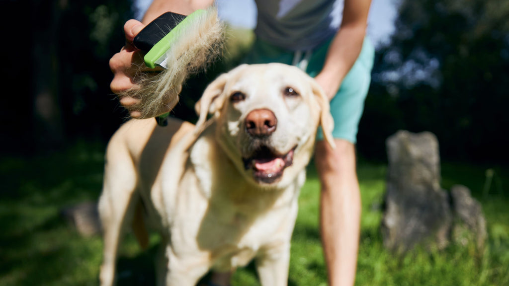 dog brush