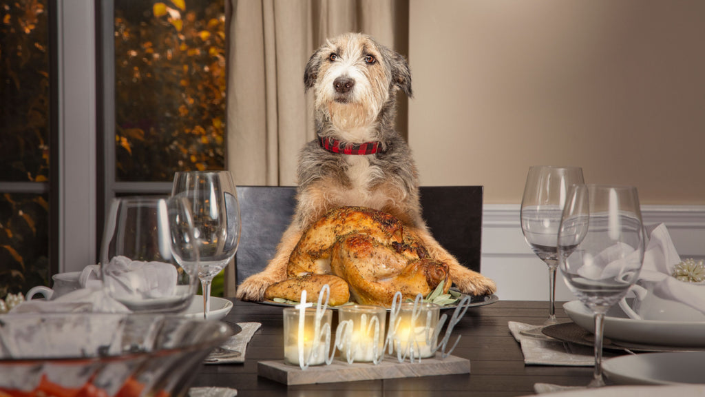 What Thanksgiving foods can dogs eat