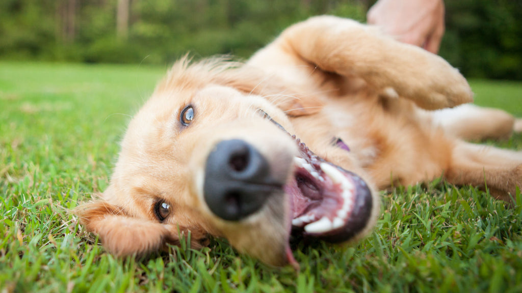 probiotics for dogs