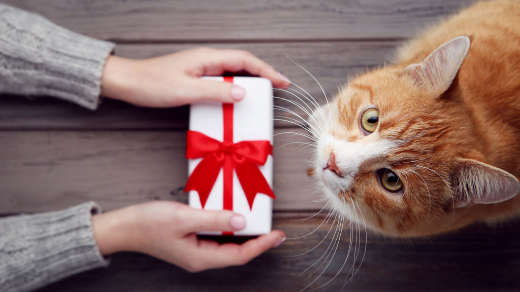 best christmas gifts for cats