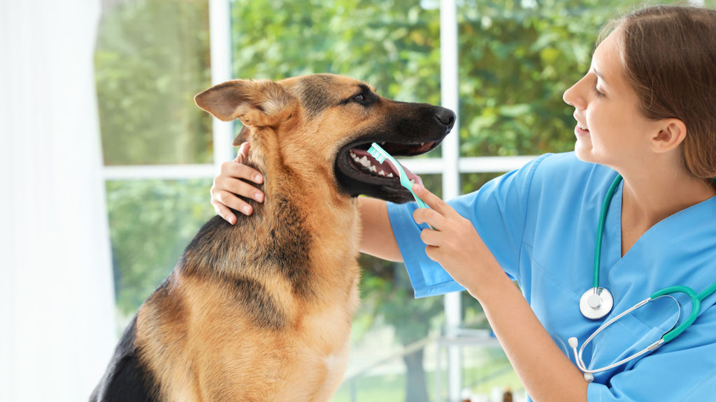 dental health for dogs