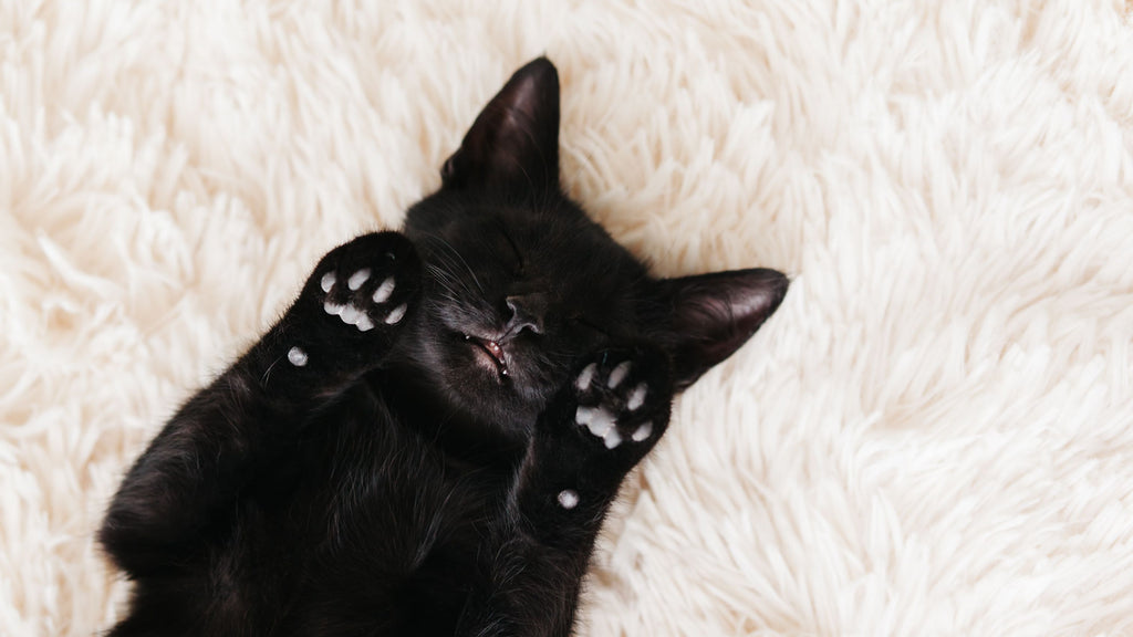 Why Black Cats Are Associated With Halloween and Bad Luck