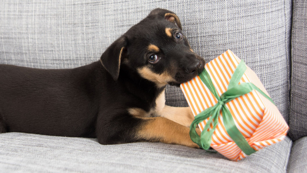 best christmas gifts for dogs