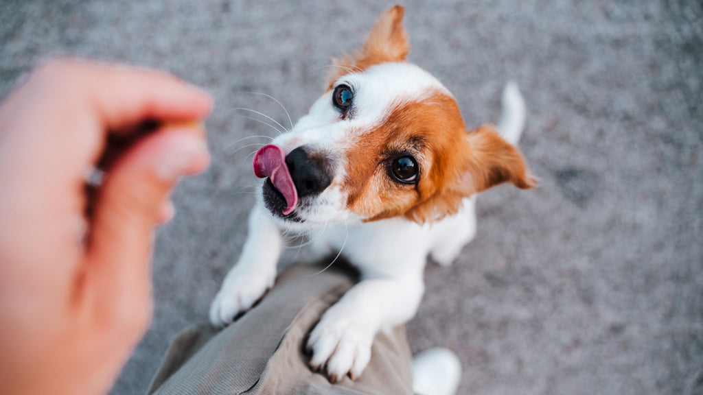 treats for small dogs