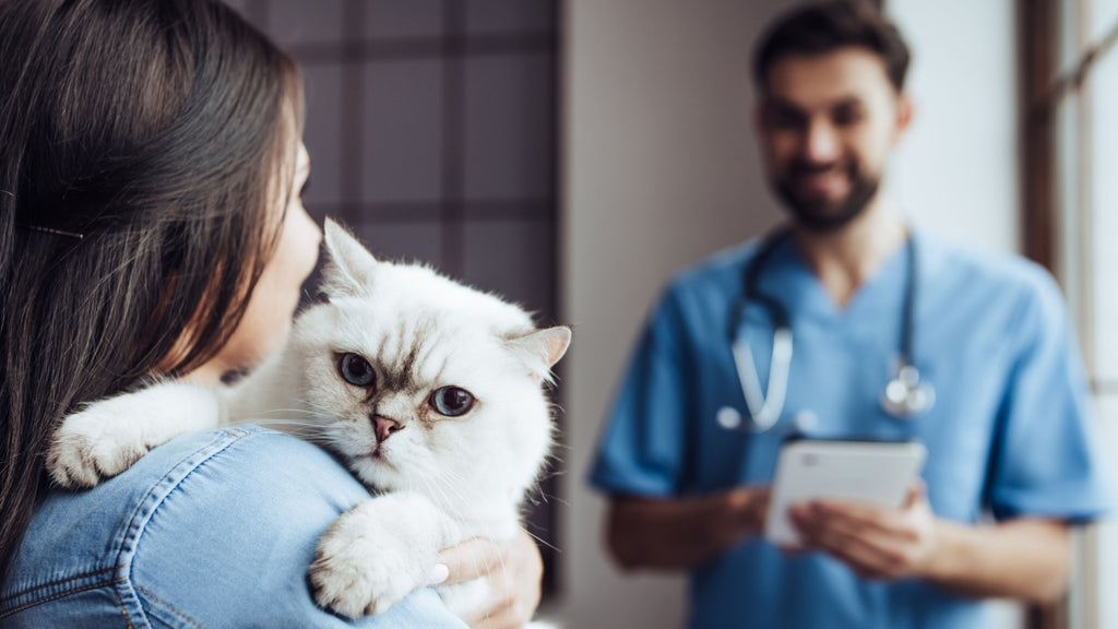 cat veterinarians