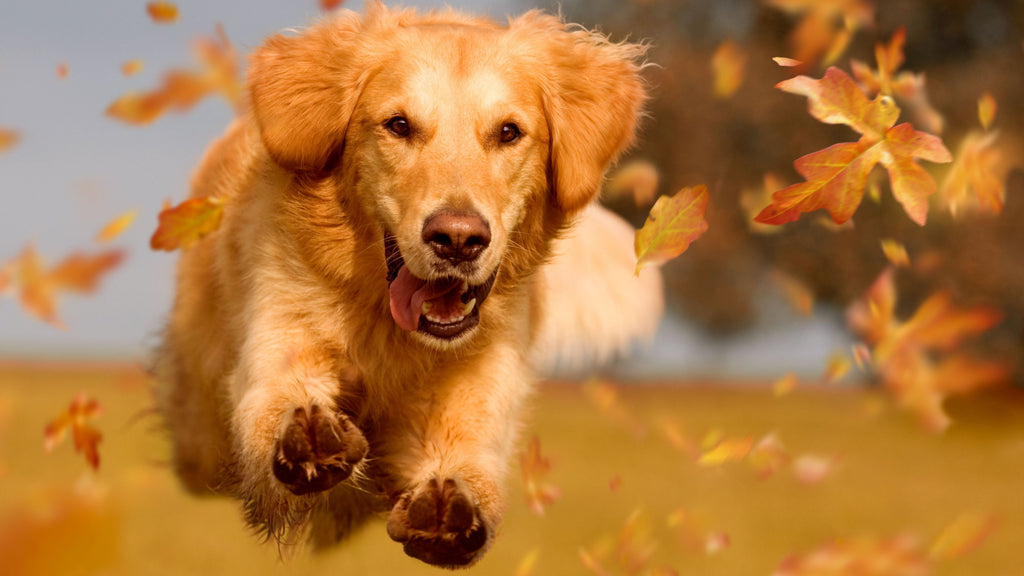 dog joint health for fall