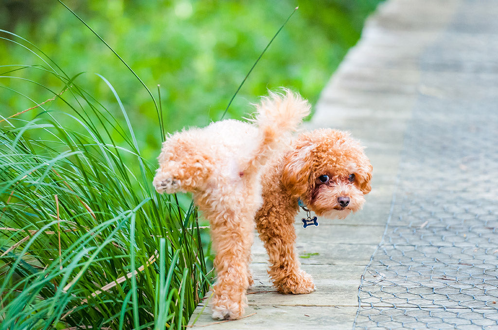 how can i protect my lawn from dogs