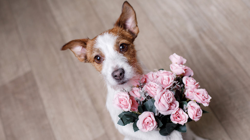 valentines day treats for dogs