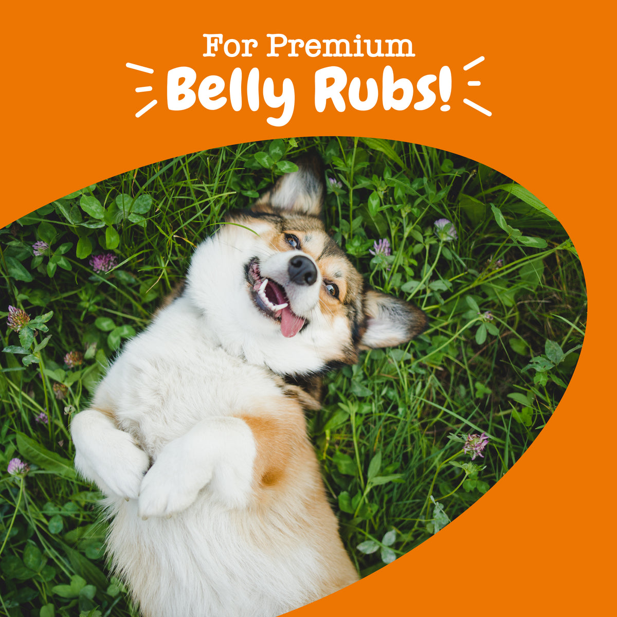 Probiotic Bites™ For Dogs