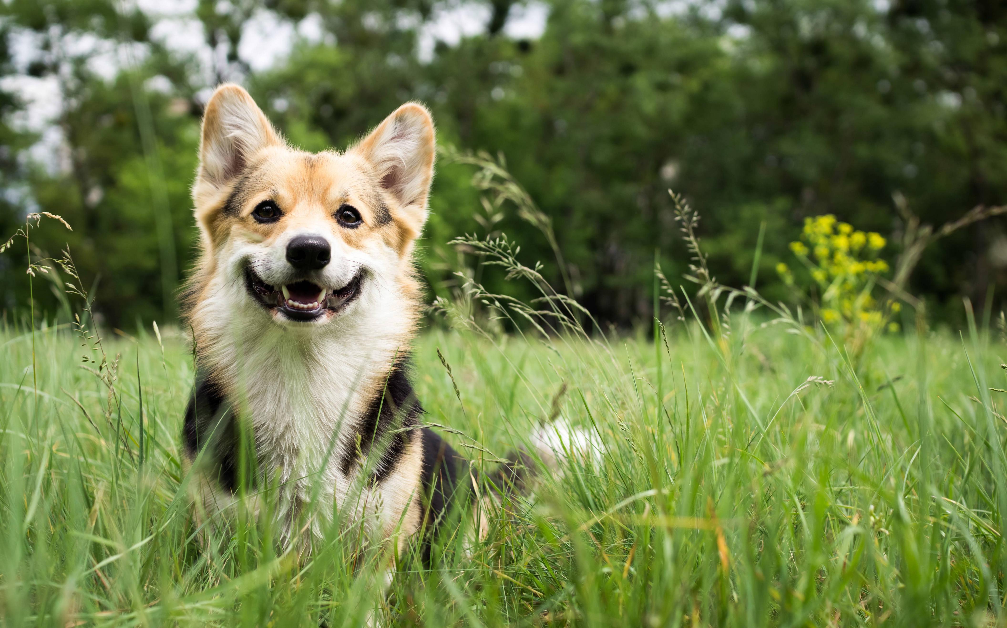 Corgi in Field