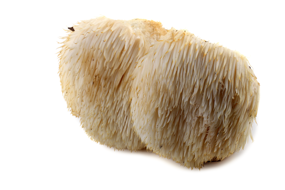 Organic Lion's Mane