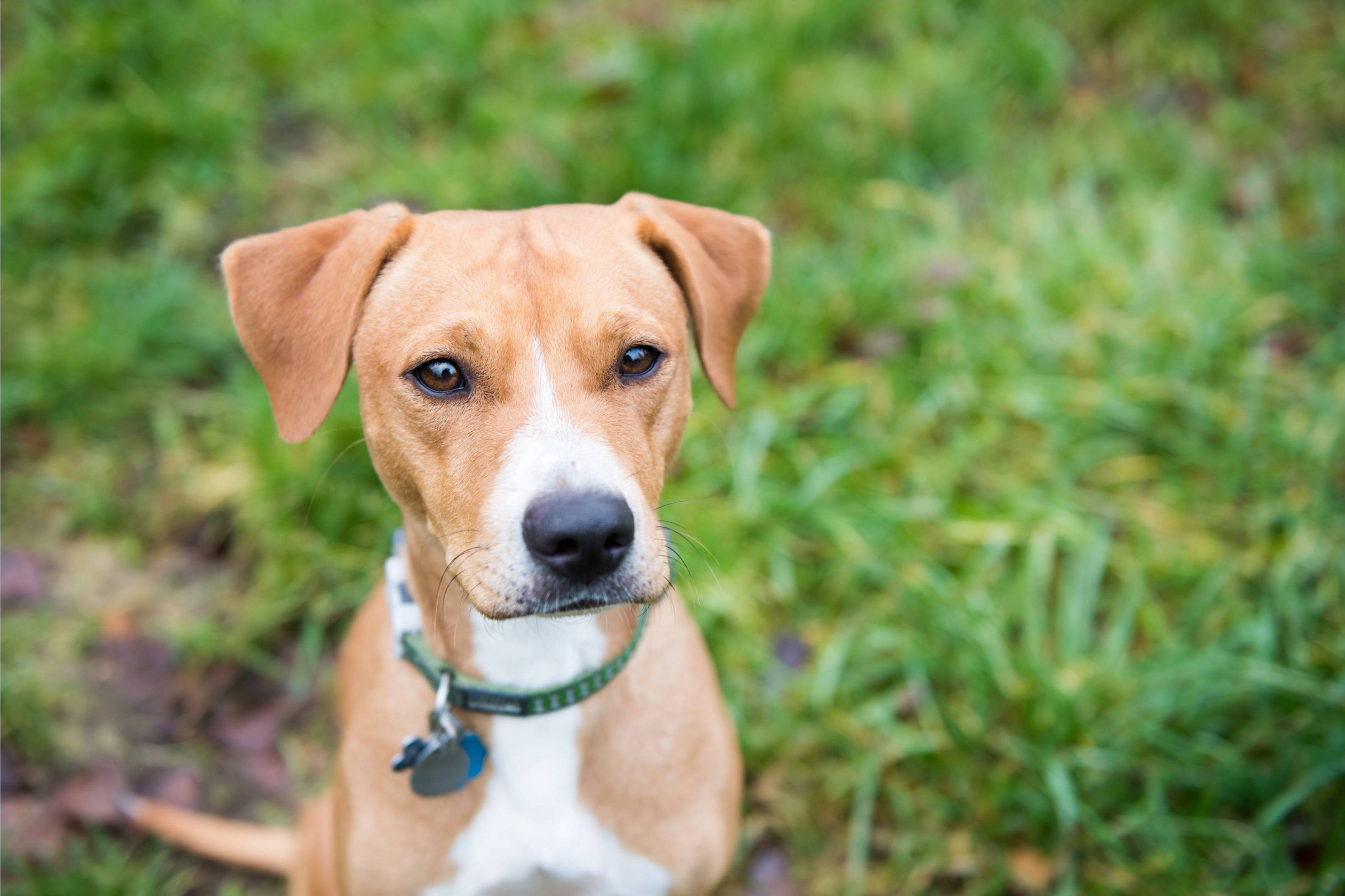 zesty paws stress & anxiety calming bites