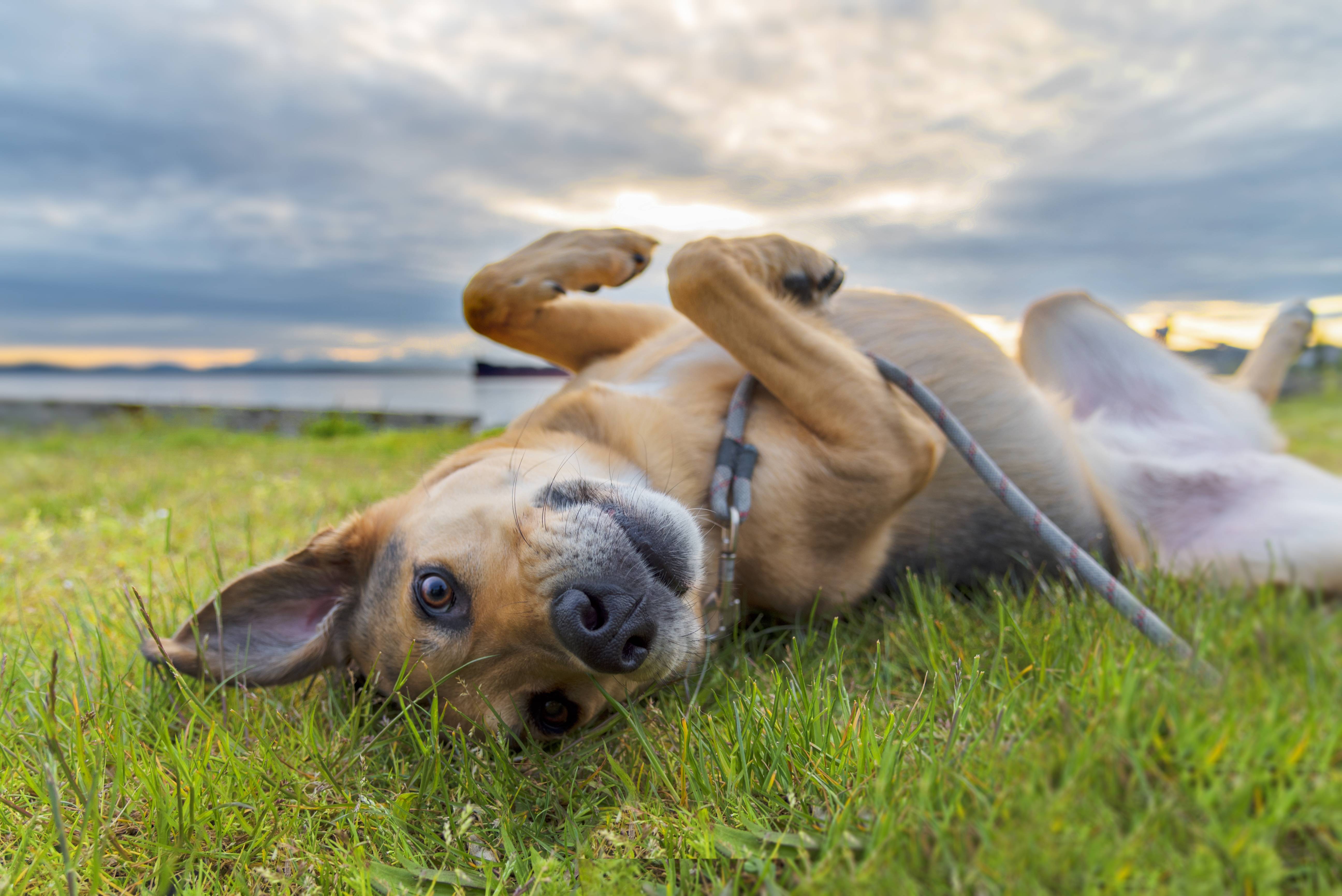 Dog laying in field