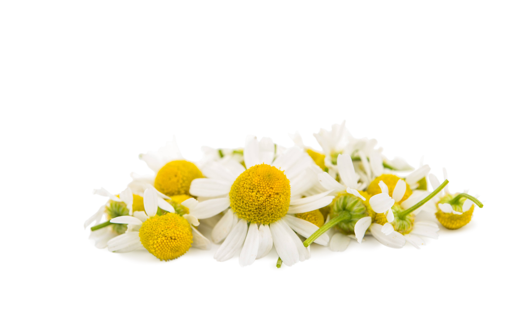 Chamomile