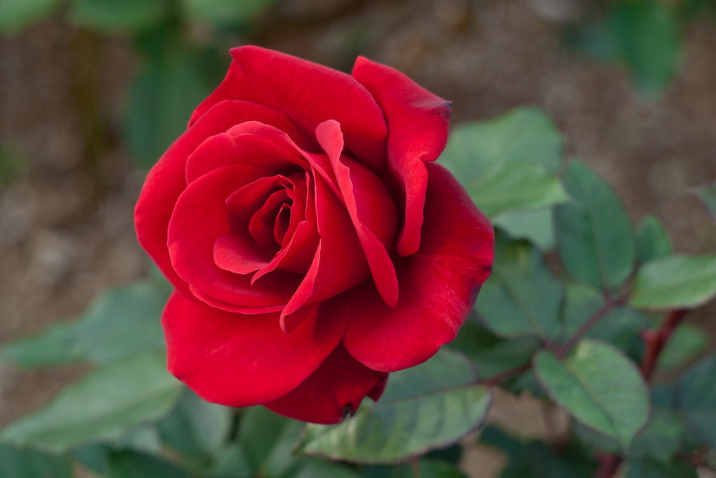 Bloom of the Week: Red Rose - Darby Creek Trading