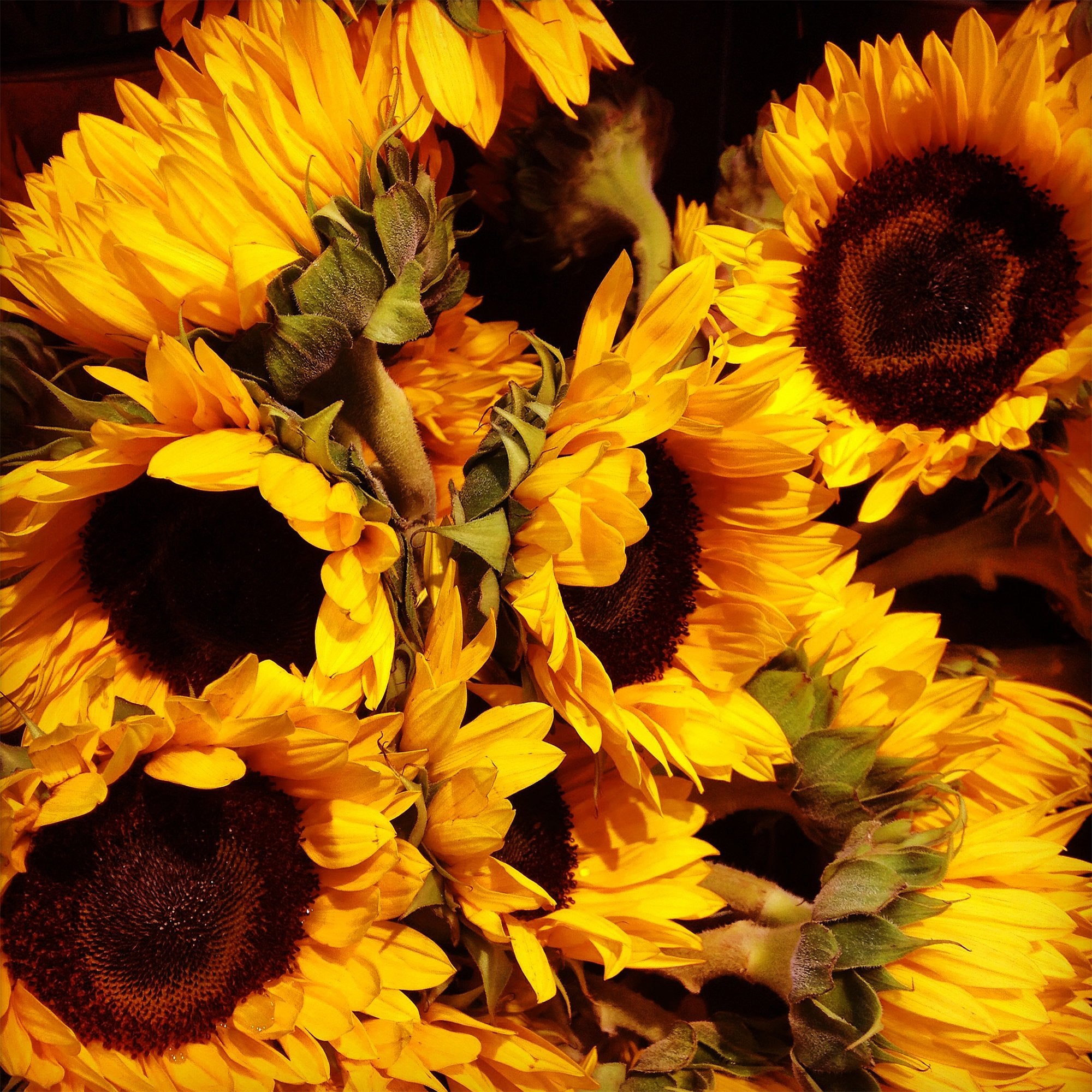 Bloom of the Week: Sunflower - Darby Creek Trading