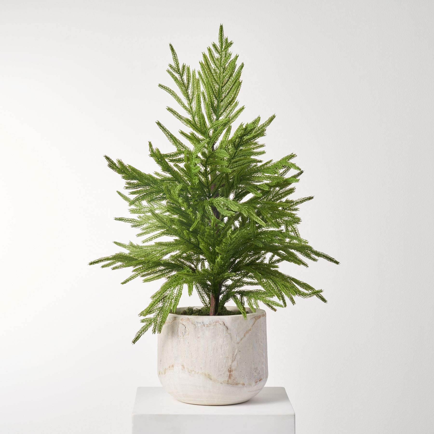 36 RealTouch HouseFloral Norfolk Pine Spray