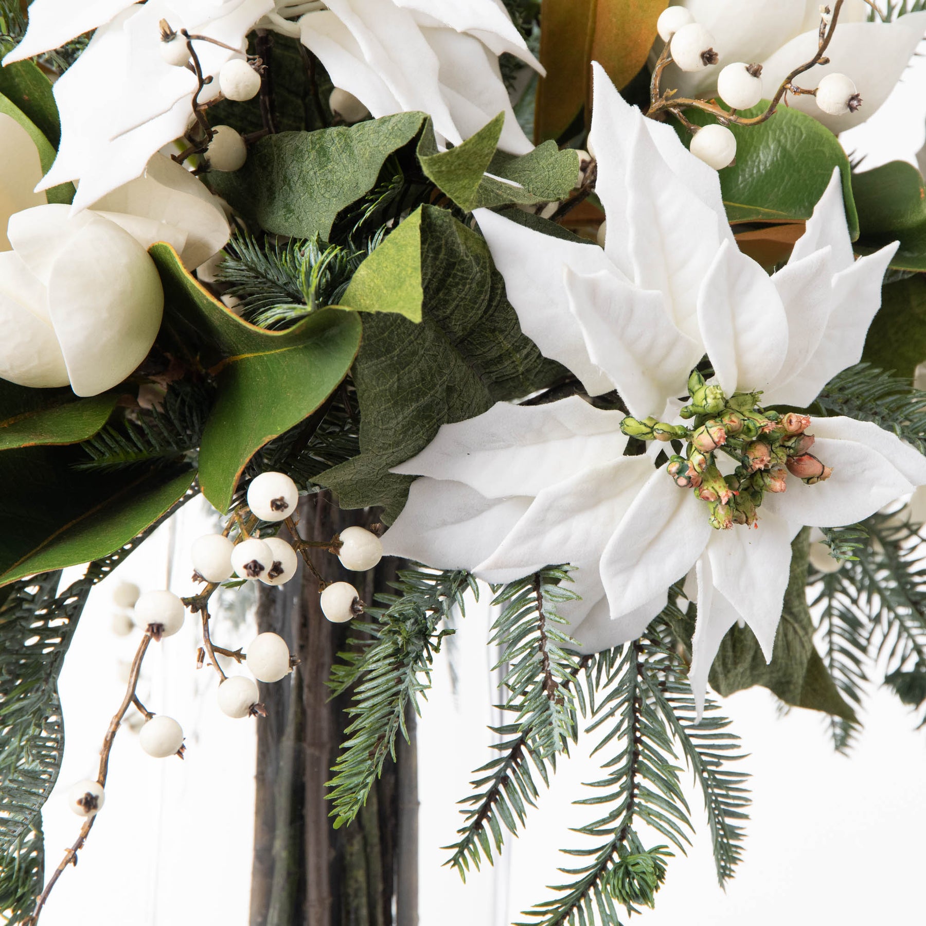 white poinsettia