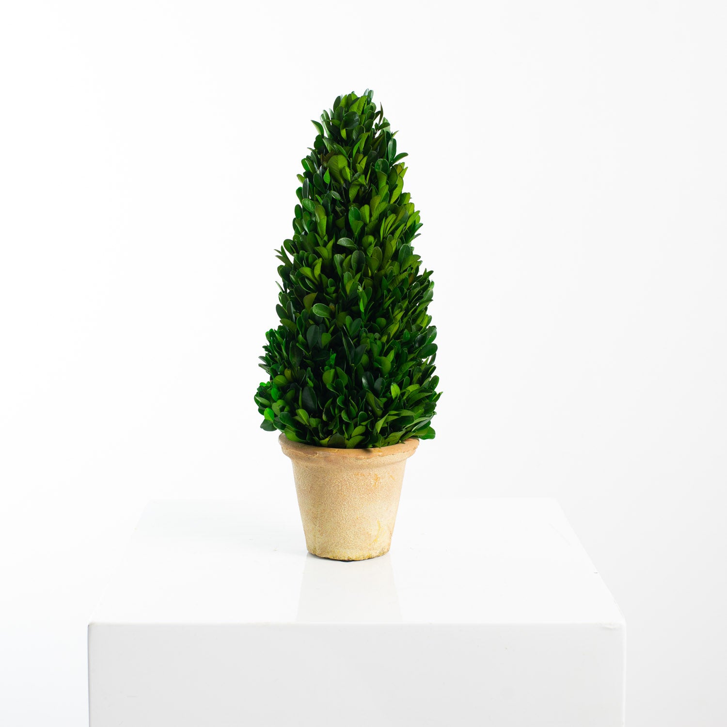 Preserved Natural Boxwood Topiary Tree Cone In Clay Pot 2 Sizes Avai Darby Creek Trading