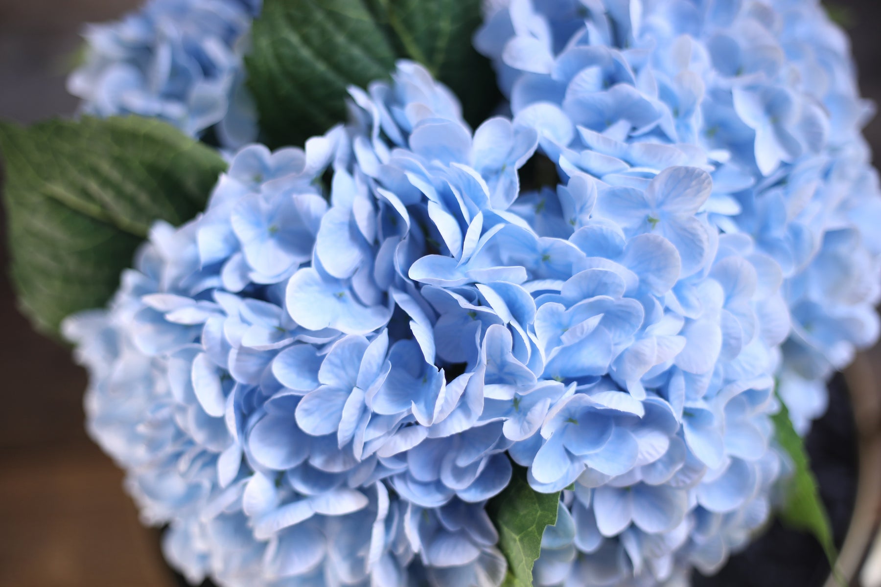 Dried Two-toned Blue Hydrangea Flower, Flower Moxie