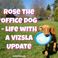 Rose the Office Dog