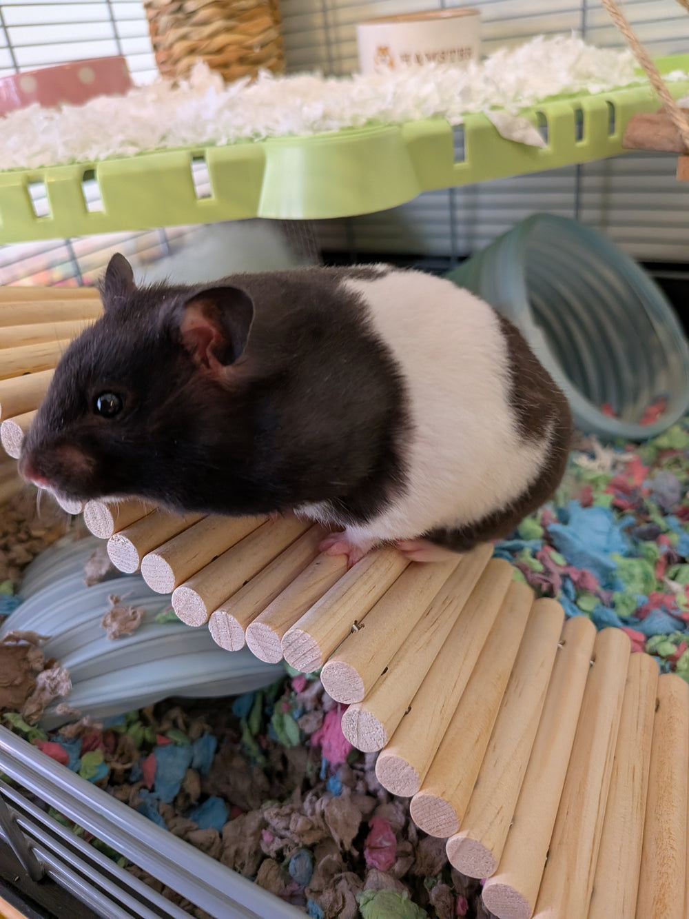 Domino