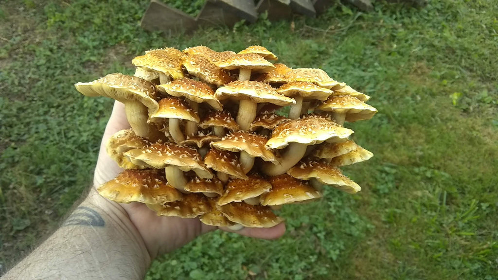 Chestnut Mushrooms, Pholiota Adiposa