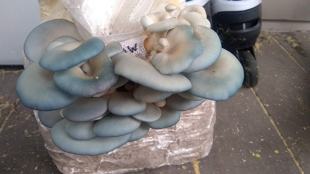 blue oyster mushrooms growing from a bag