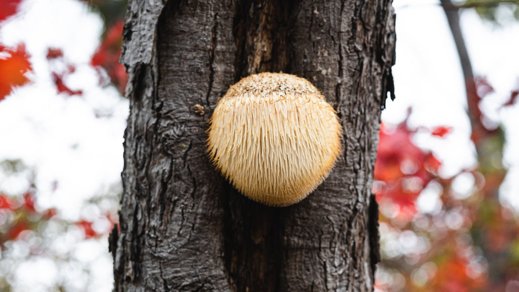 Learn more about lions mane mushrooms growing on a tree