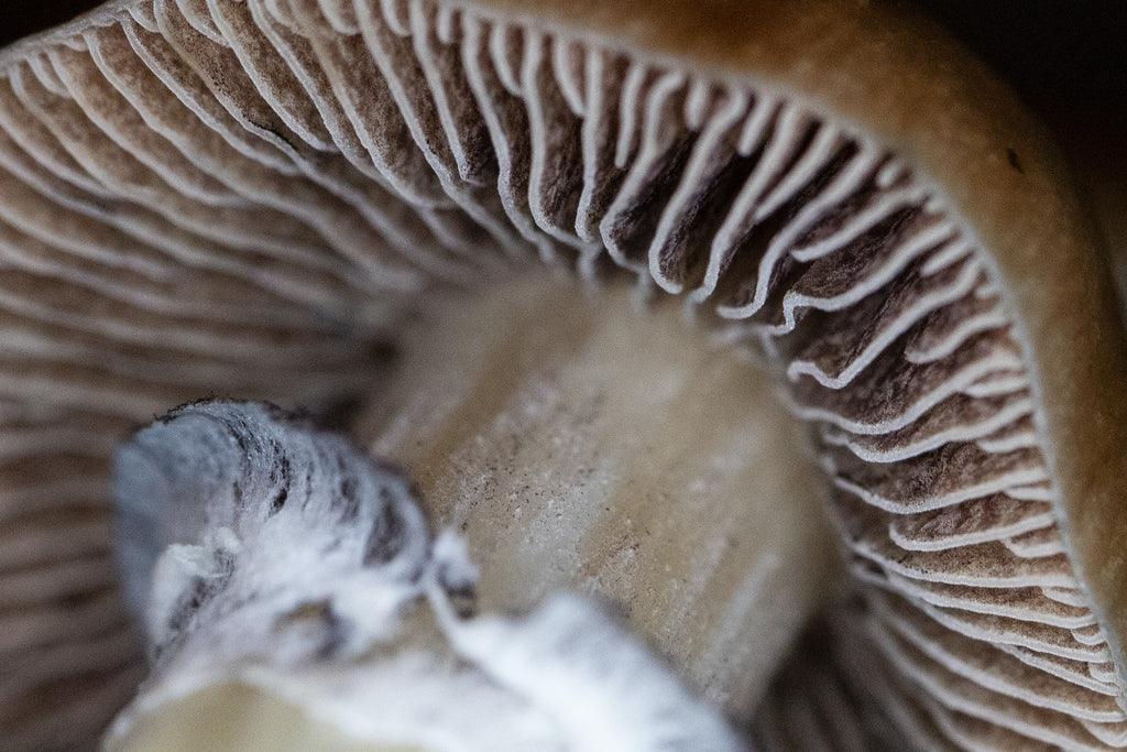 The gills are apart of the mushroom lifecycle