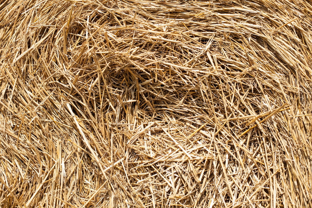 wheat straw used in mushroom substrates