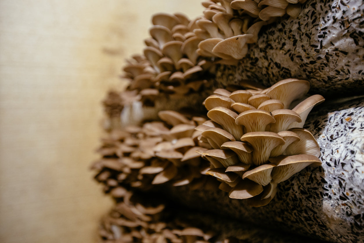 oysters growing on shredded tree bark and maure mushroom substrate