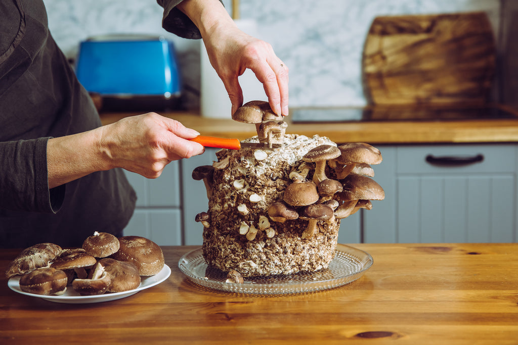 Harvesting shiitake from indoor mushroom growing