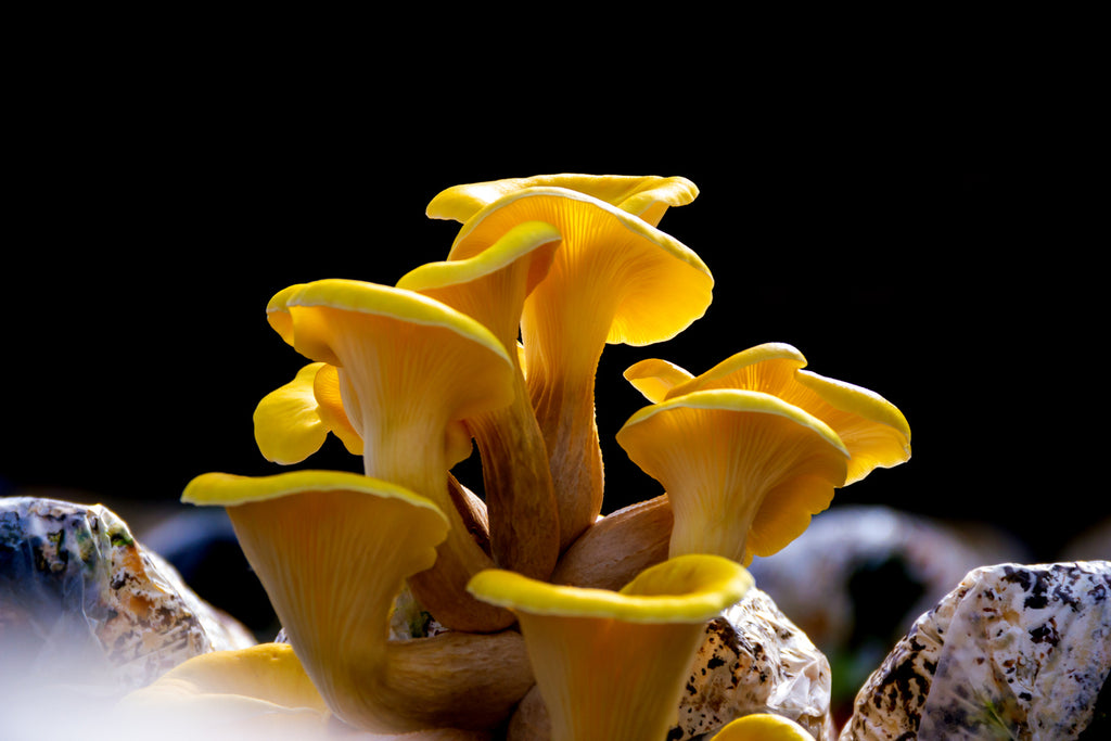 gold oysters are one of the easiest mushrooms to grow on a mushroom kit