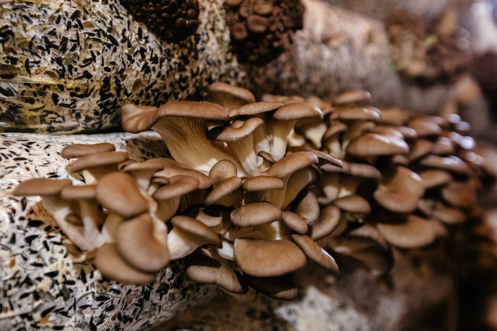 growing mushrooms on a budget can still produce abundant crops